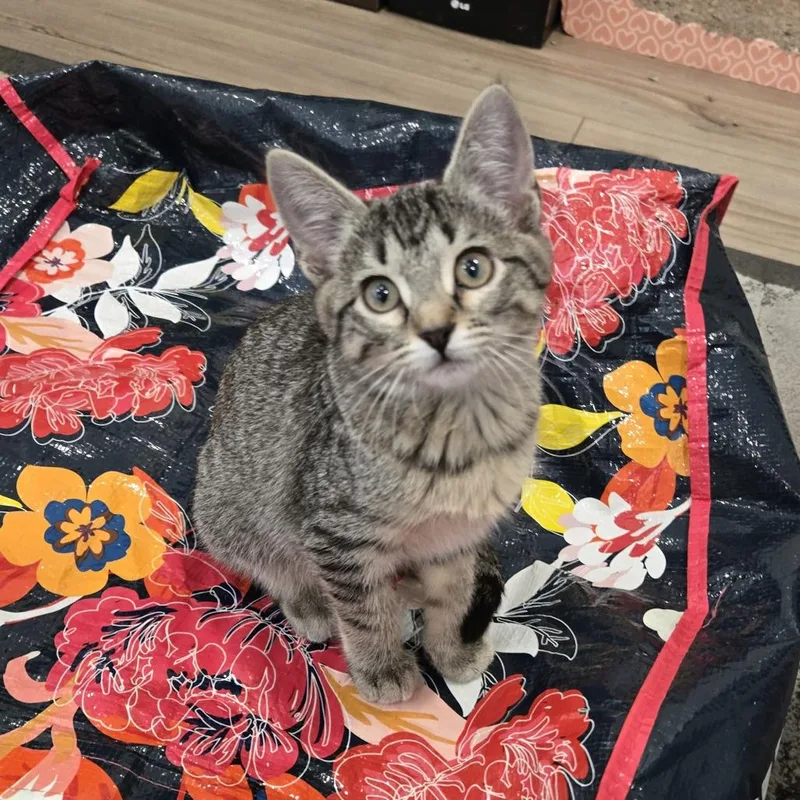 A baby small-sized male Brown / Chocolate Domestic Short Hair cat named Zipper for adoption in Webster, TX