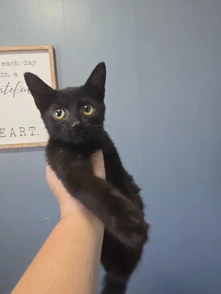 A baby small-sized female Domestic Short Hair cat named Binx for adoption in Camden, TN