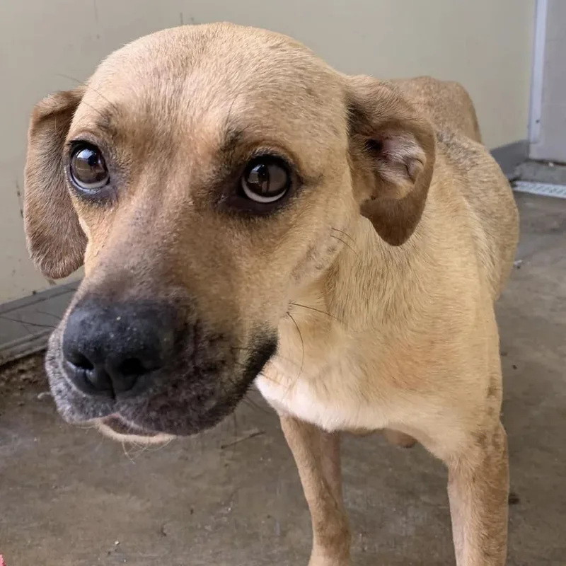 An adult medium-sized female Yellow / Tan / Blond / Fawn Retriever dog named Checkers for adoption in Cleveland, MS