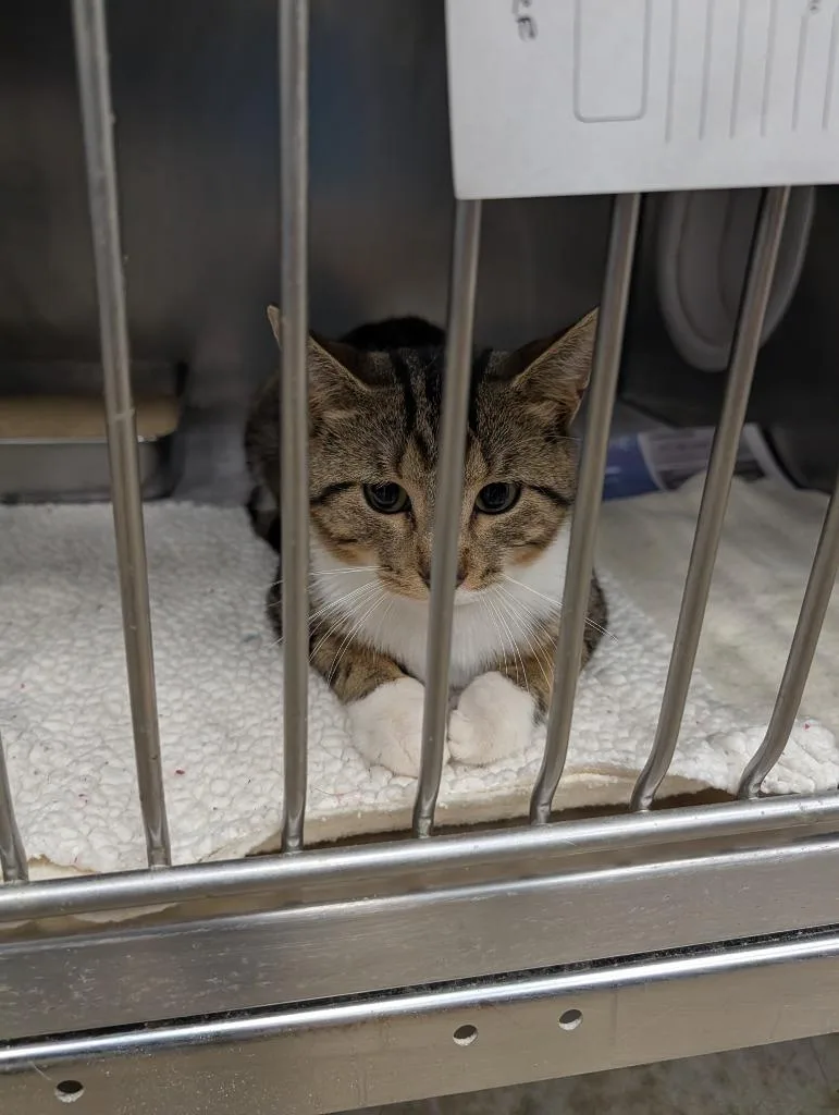 A young small-sized male Domestic Short Hair cat named Baron for adoption in Angola, IN