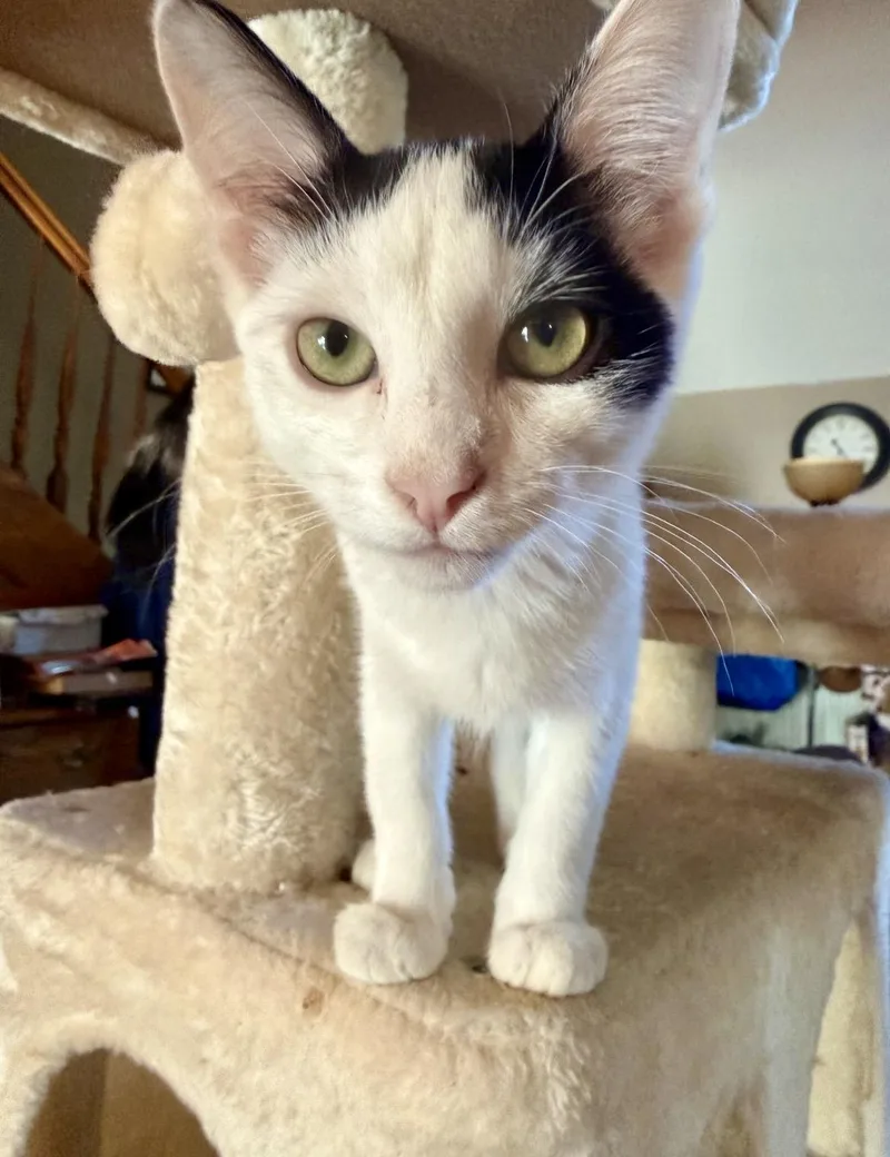 A young medium-sized male Tuxedo cat named Wonton for adoption in Cincinnati, OH