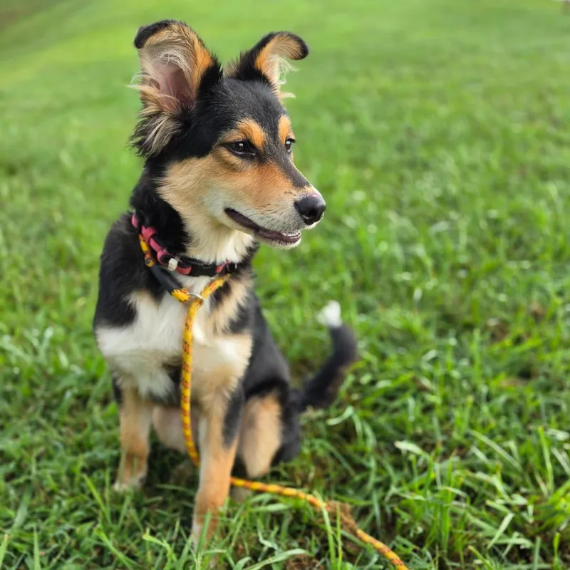 A baby medium-sized female Black Mixed Breed dog named Starla for adoption in Jefferson city, TN