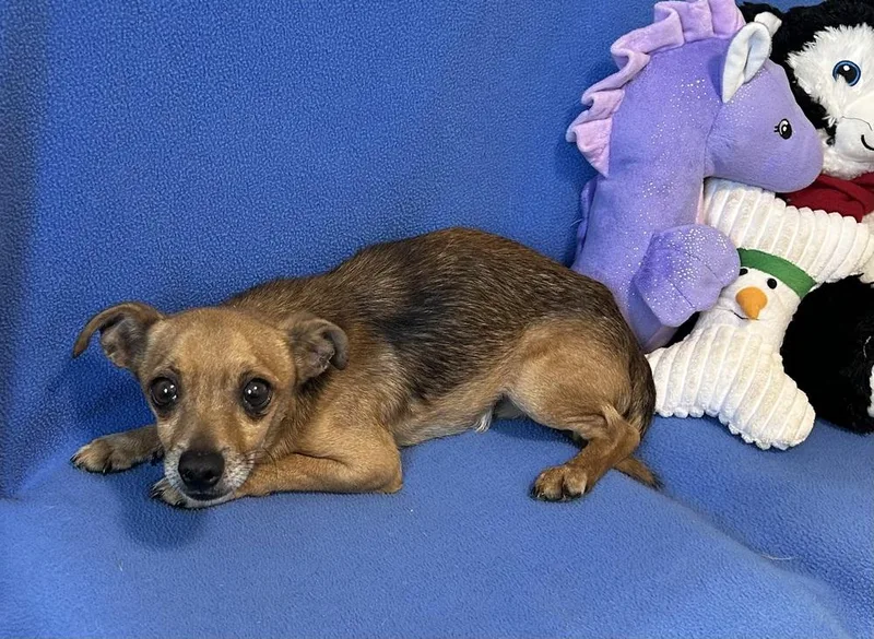 An adult small-sized male Brown / Chocolate Chihuahua dog named Viggo for adoption in Cedartown, GA