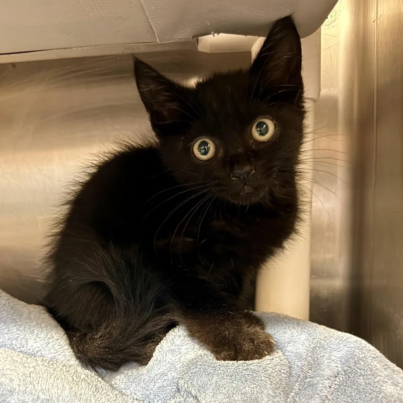 A baby small-sized male Black Domestic Short Hair cat named Nascar for adoption in Palm Springs, CA