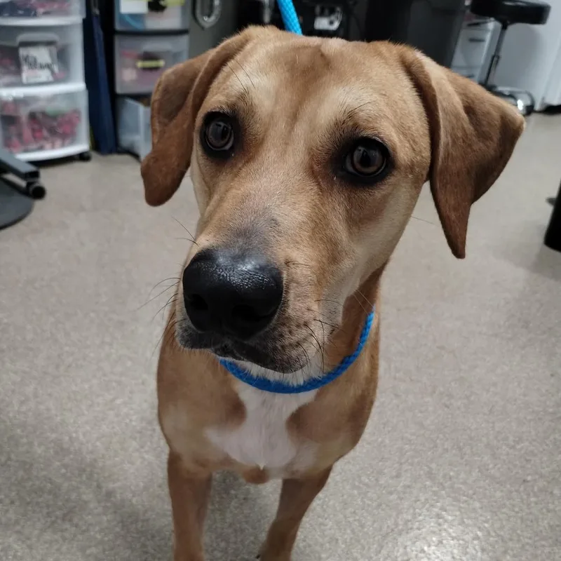 An adult medium-sized female Labrador Retriever dog named Jack for adoption in League City, TX