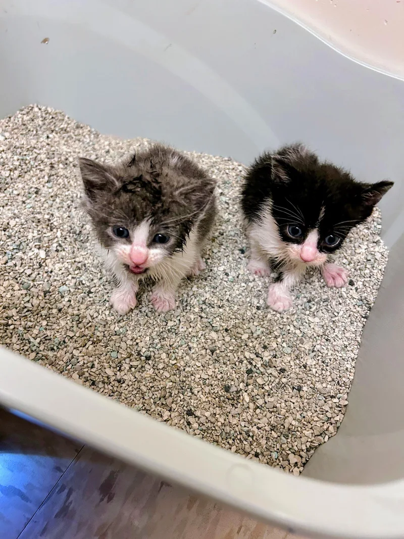 A baby small-sized male Gray & White Domestic Short Hair cat named Theo for adoption in Morganton, NC