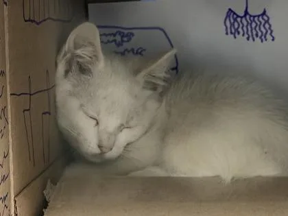A baby small-sized female Domestic Short Hair cat named Cherry Bomb for adoption in Sacramento, CA