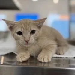 A baby small-sized female Buff / Tan / Fawn Domestic Short Hair cat named Parfait for adoption in Bullhead City, AZ