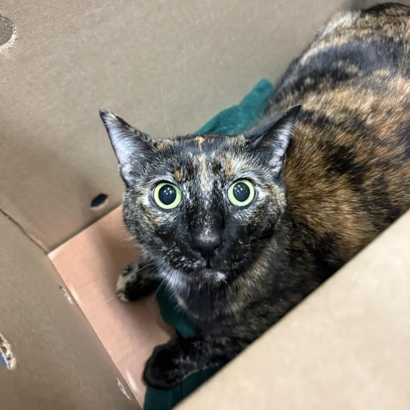 An adult large-sized female Tortoiseshell Domestic Short Hair cat named Evie for adoption in Tacoma, WA