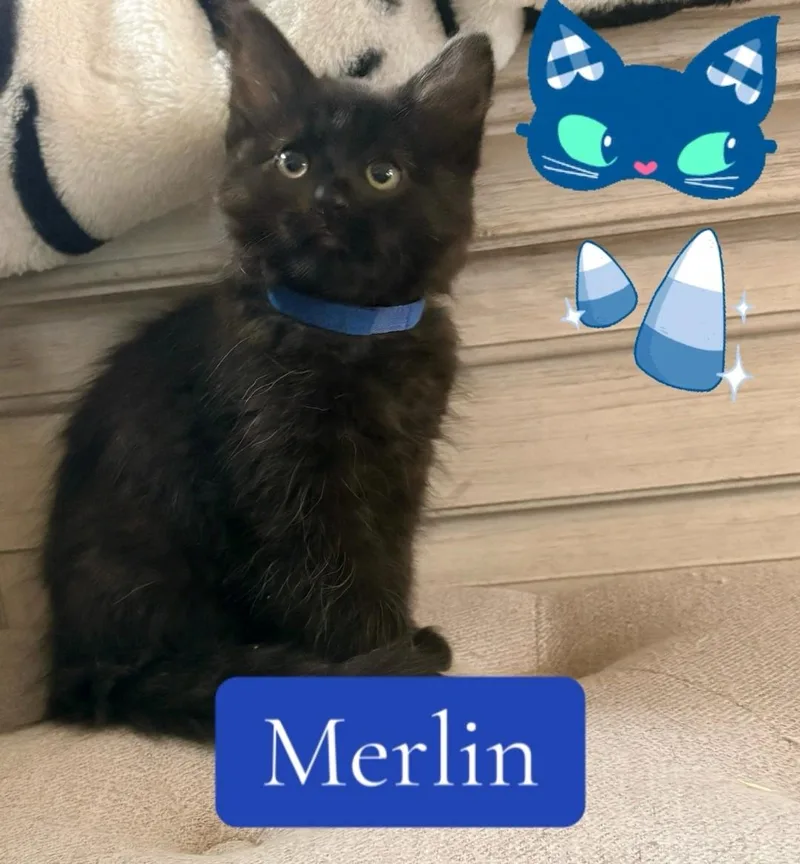 A baby medium-sized male Domestic Medium Hair cat named Merlin for adoption in Reno, NV