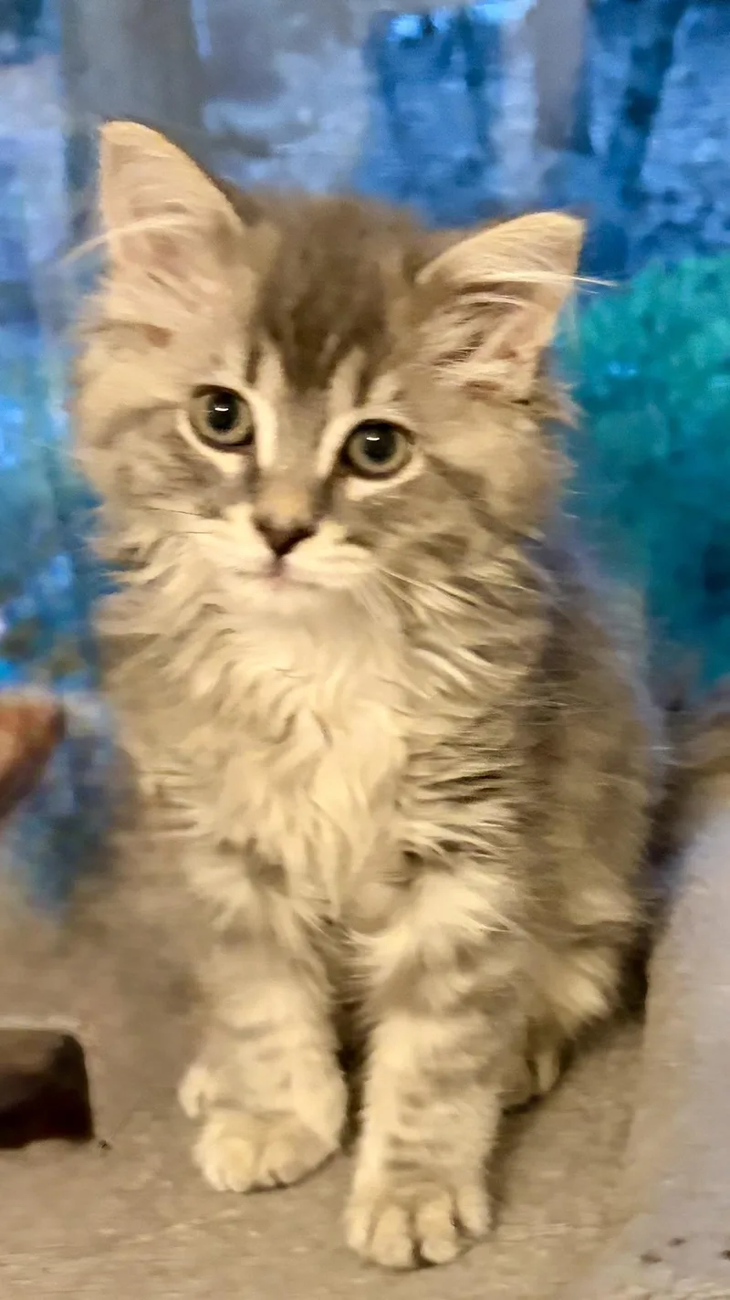 A baby medium-sized male Gray / Blue / Silver Domestic Long Hair cat named Jiggles for adoption in Houghton Lake, MI