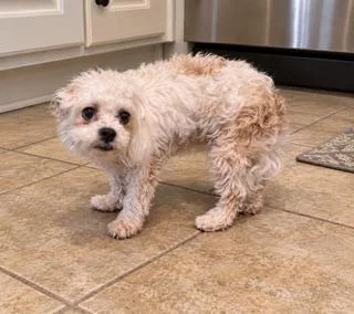 A young small-sized female White / Cream Maltipoo dog named Desiree for adoption in Tifton, GA