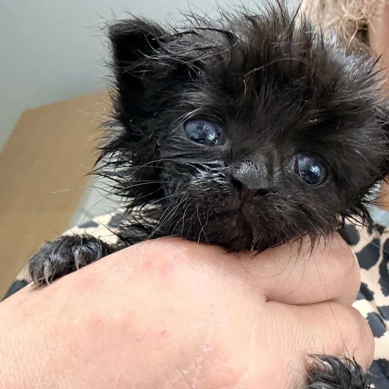 A baby small-sized female Black Domestic Short Hair cat named Jazmin for adoption in Brevard, NC