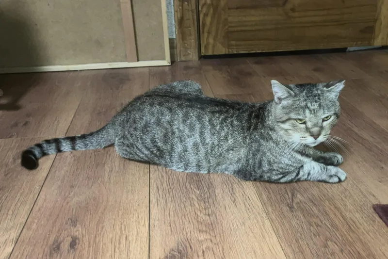 A young medium-sized male Tabby (Gray / Blue / Silver) Domestic Short Hair cat named Vinnie for adoption in Lemoyne, PA