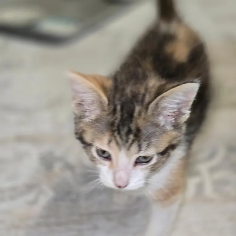 A baby small-sized female Calico Domestic Short Hair cat named Tooth Fairy Best Friends for adoption in West Jefferson, OH