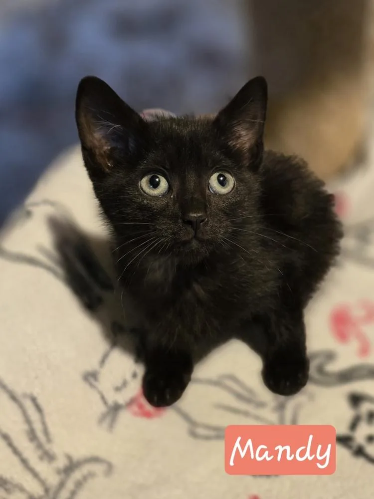 A baby small-sized female Domestic Short Hair cat named Mandy for adoption in Metamora, IL