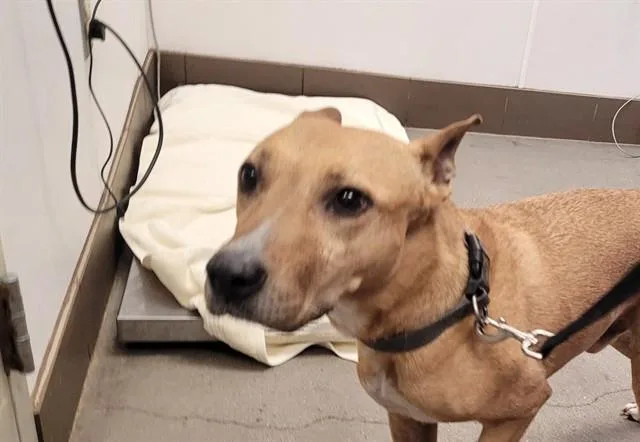 An adult medium-sized male Labrador Retriever dog named Zuko for adoption in Tucson, AZ