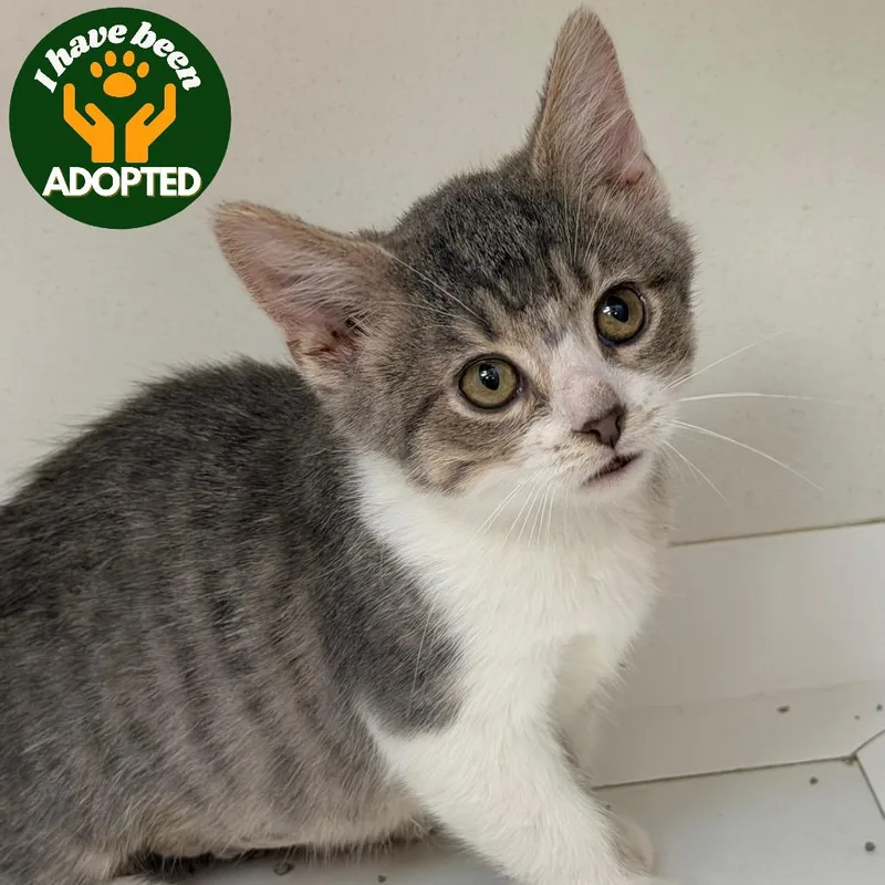 A baby small-sized female Domestic Short Hair cat named Alani for adoption in Champaign, IL