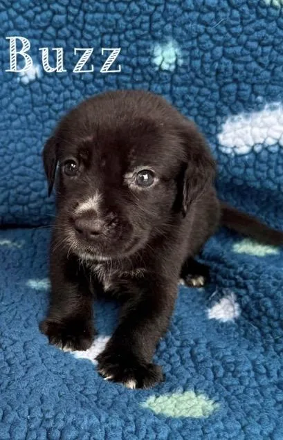A young medium-sized male Black Labrador Retriever dog named Buzz for adoption in Baton Rouge, LA