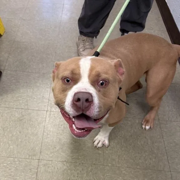 An adult medium-sized male Brown / Chocolate Pit Bull Terrier dog named Teddy for adoption in Birdsboro, PA
