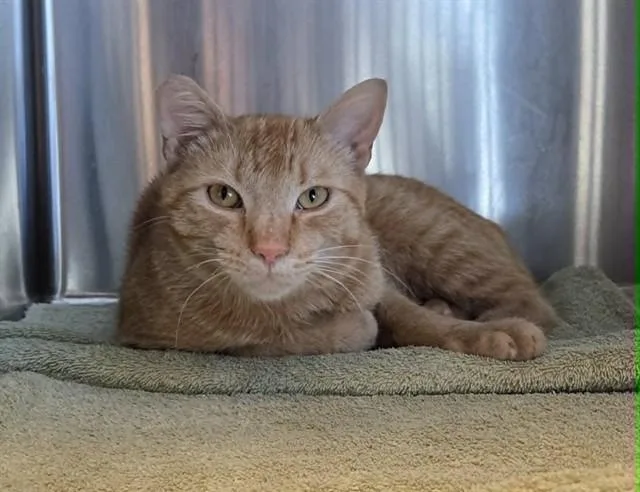 An adult medium-sized male Domestic Short Hair cat named A for adoption in Martinez, CA