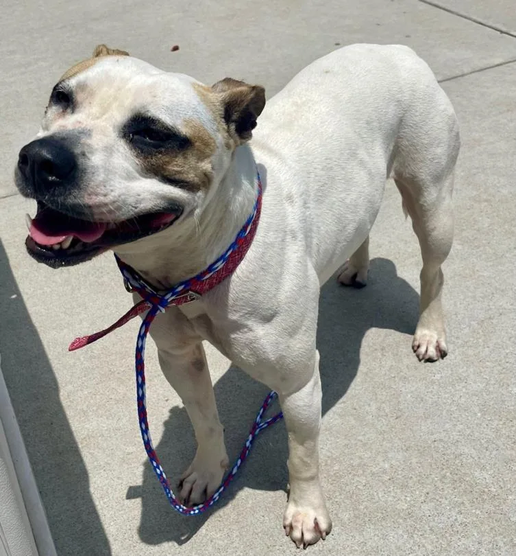 An adult medium-sized female Pit Bull Terrier dog named Lea for adoption in Tulsa, OK