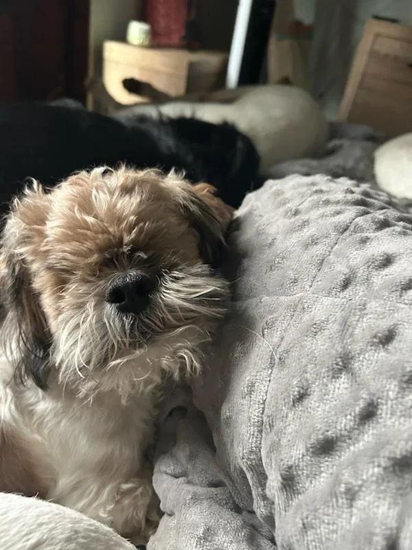 Lots to Love Lenny thumbnail 5