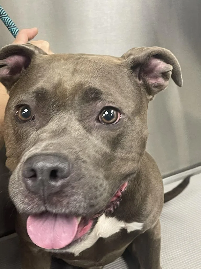 An adult large-sized female Pit Bull Terrier dog named Gilda for adoption in Fremont, OH