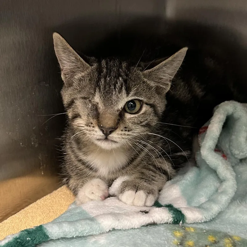 A baby small-sized male Gray / Blue / Silver Domestic Short Hair cat named Lincoln for adoption in Naperville, IL