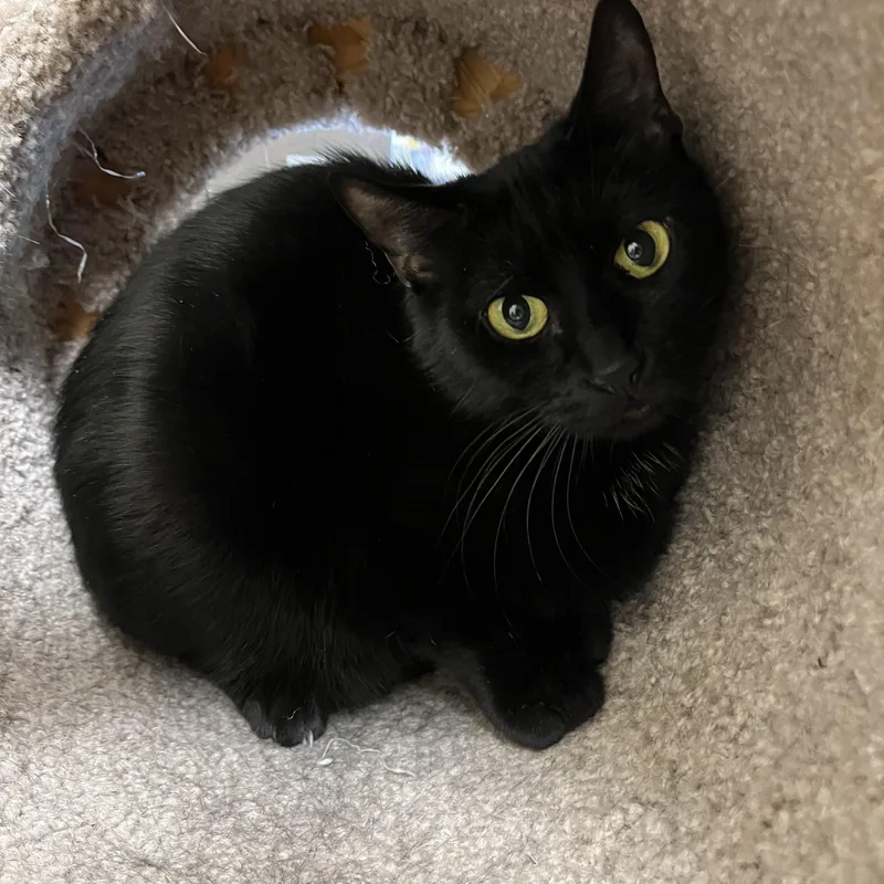 An adult medium-sized female Black Domestic Short Hair cat named Monica for adoption in Greenwich, CT