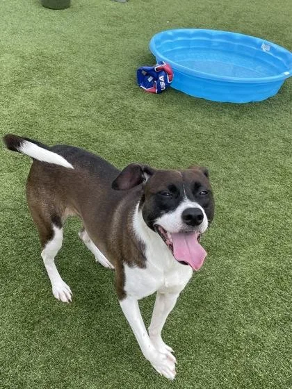 A baby small-sized female Mixed Breed dog named Sobek for adoption in Independence, MO