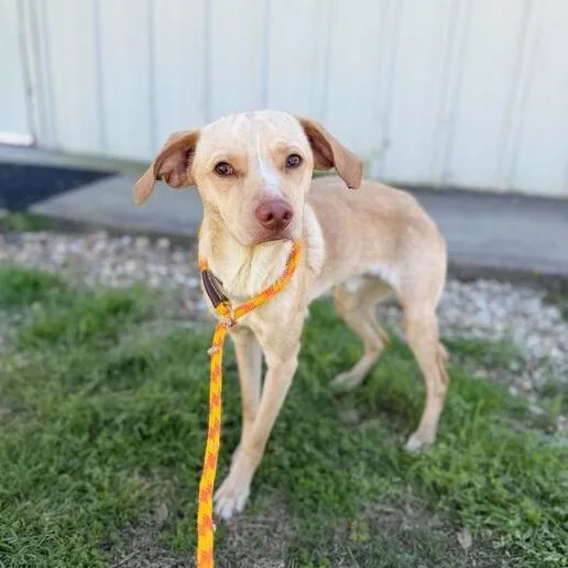 An adult small-sized male Yellow / Tan / Blond / Fawn Terrier dog named Googoose for adoption in Carencro, LA