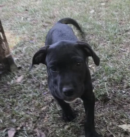 A baby medium-sized male Black Pit Bull Terrier dog named Joker for adoption in Ayden, NC