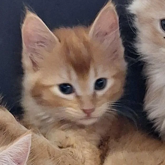 A baby small-sized male Orange / Red Domestic Medium Hair cat named Toulouse for adoption in Montgomery, AL