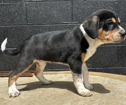 A baby large-sized female Bluetick Coonhound dog named Sandy Cheeks for adoption in Wilkesboro, NC