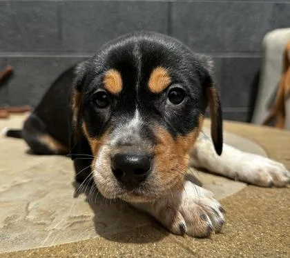 Sandy Cheeks thumbnail 3