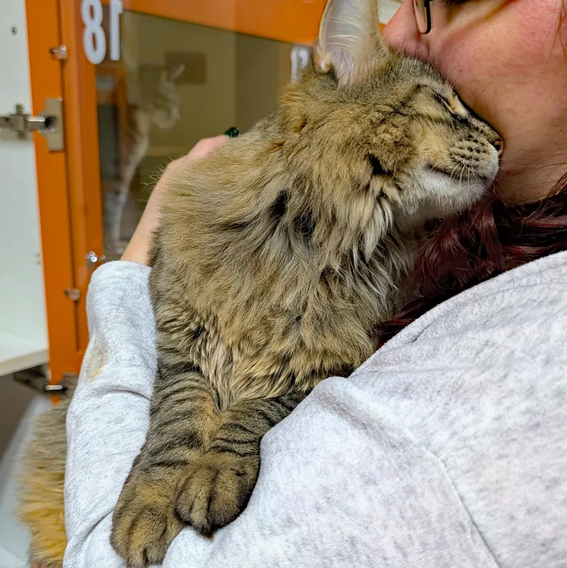 Rum Tum Tugger thumbnail 2