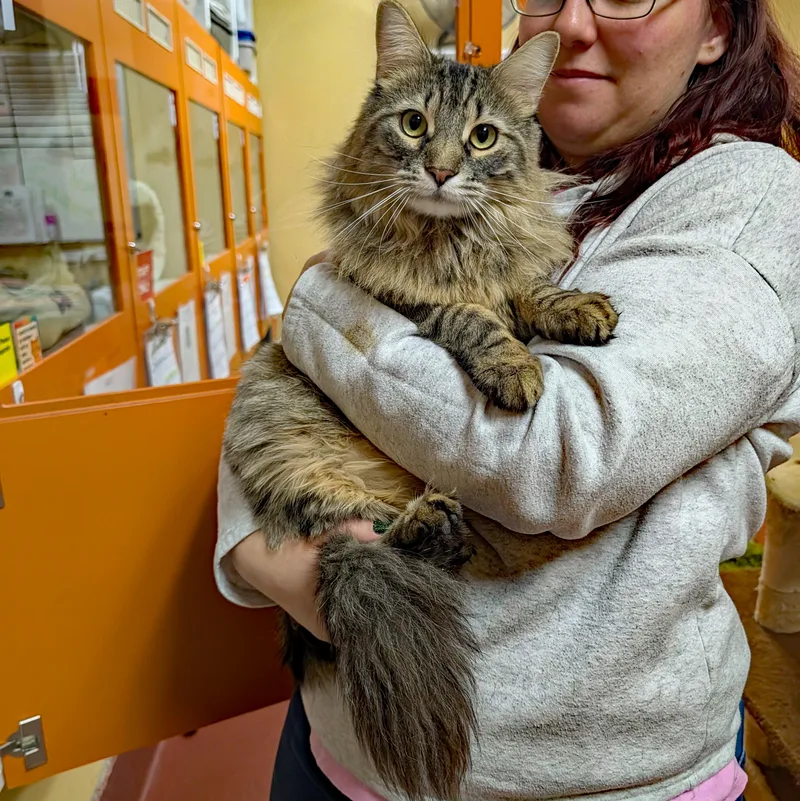 Rum Tum Tugger thumbnail 3