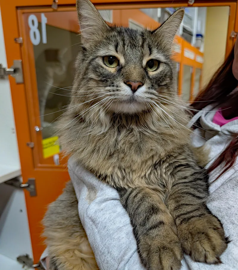 Rum Tum Tugger thumbnail 4