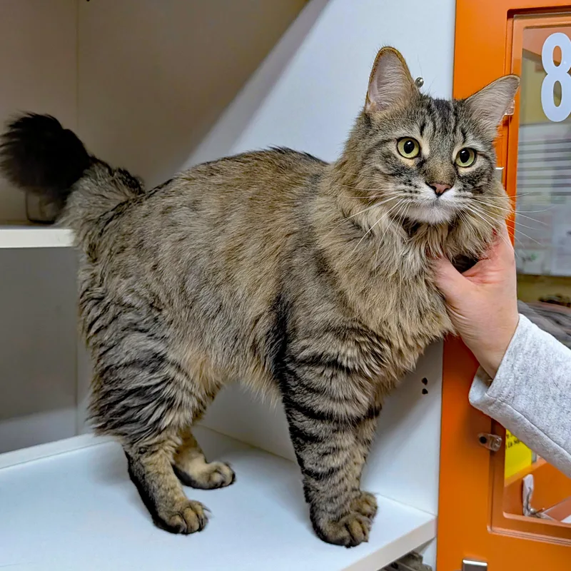 Rum Tum Tugger thumbnail 5