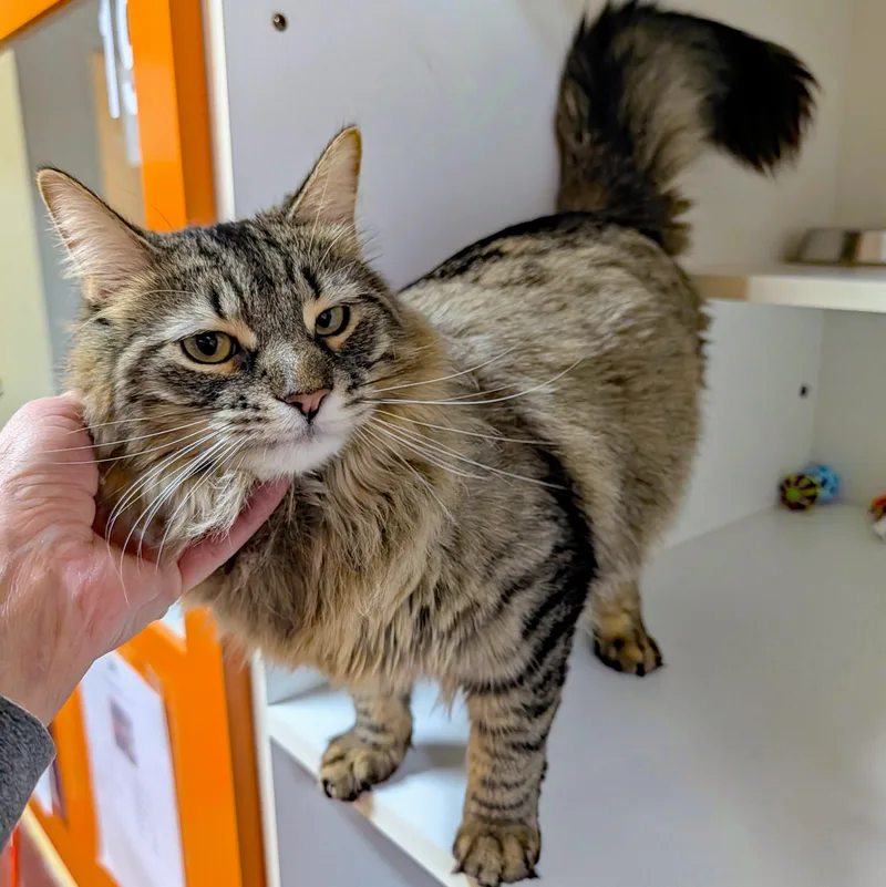 Rum Tum Tugger thumbnail 6