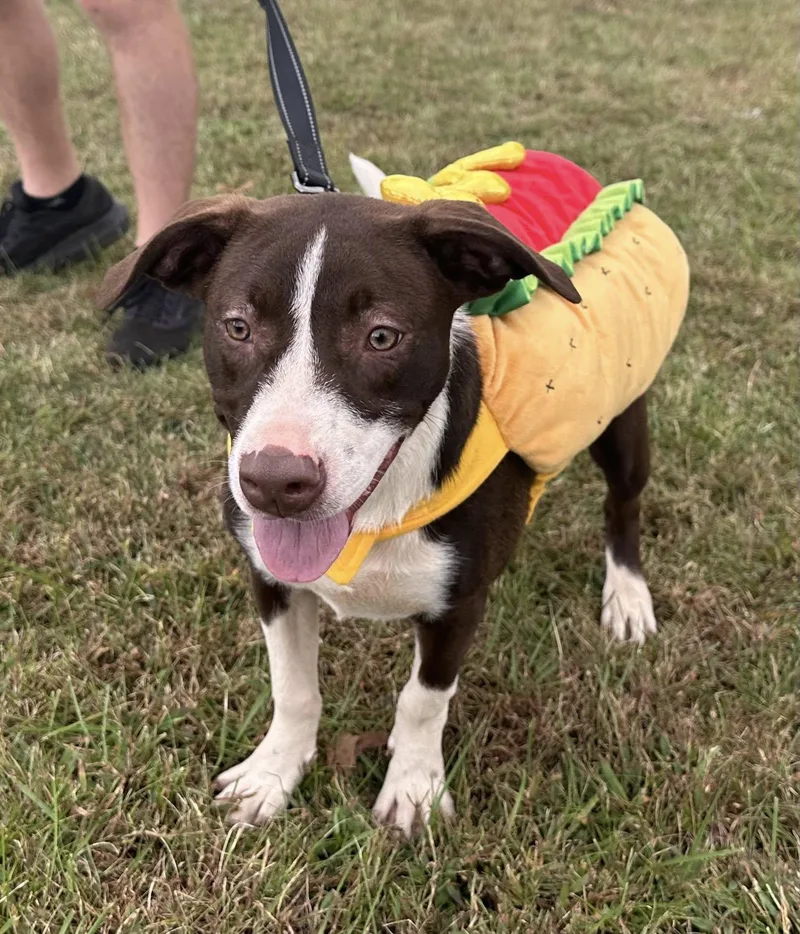 Auggie $ thumbnail 2