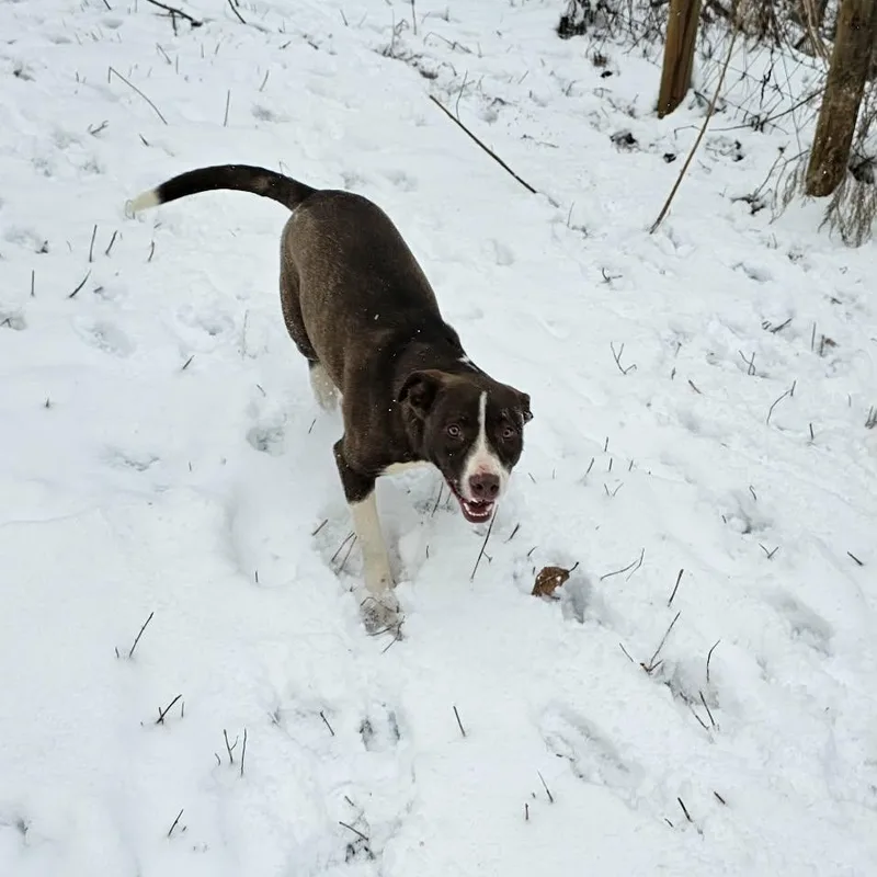 Auggie $ thumbnail 3