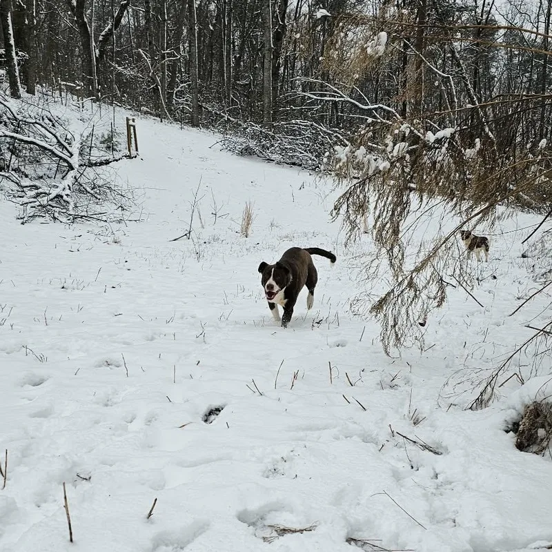 Auggie $ thumbnail 4