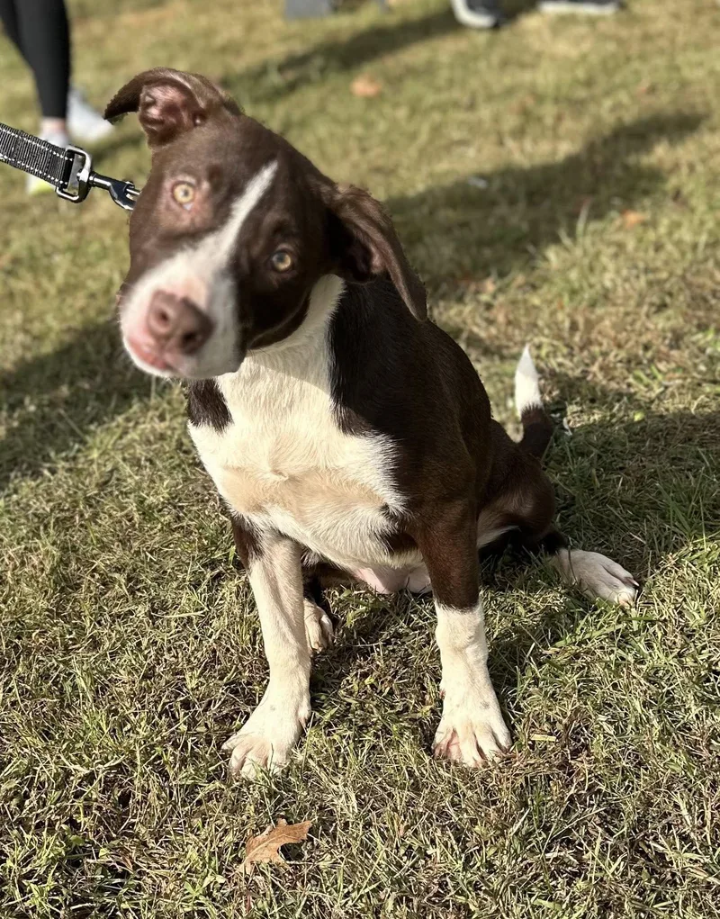 Auggie $ thumbnail 5