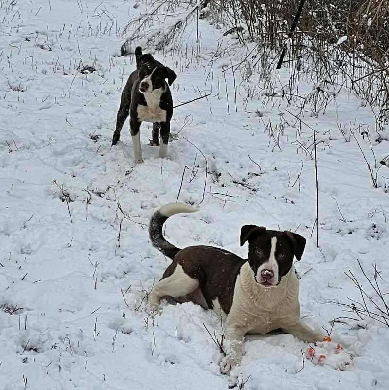 Auggie $ thumbnail 6