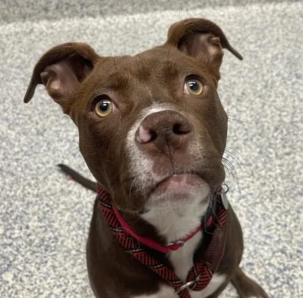 A young medium-sized male Pit Bull Terrier dog named Terrence for adoption in Golden, CO