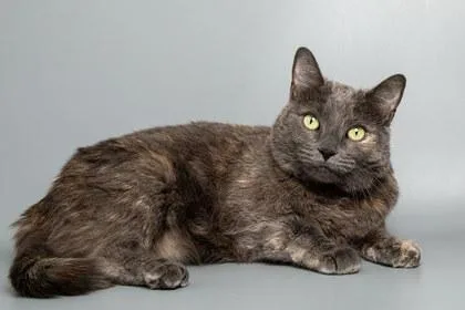 An adult large-sized female Domestic Short Hair cat named Luau for adoption in Longmont, CO