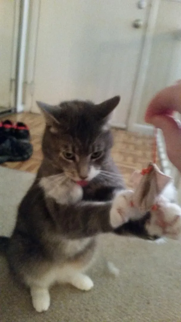 Buddy Smith Os thumbnail 2