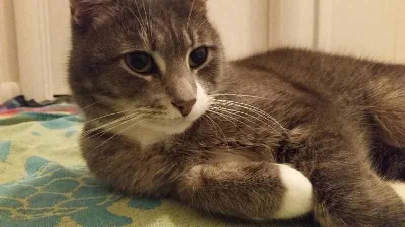 Buddy Smith Os thumbnail 3